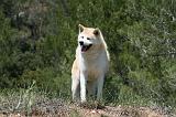 AKITA INU 376